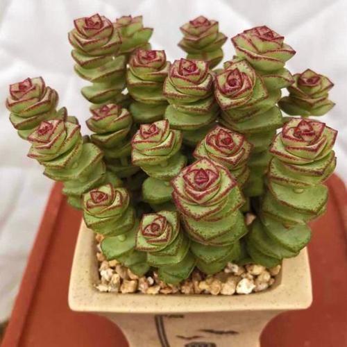 想让多肉钱串长爆盆，需要这些“技巧”辅助，你掌握了吗？