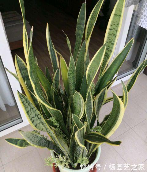 花盆|天热养虎皮兰,两步要做好,叶片纹路漂亮,花芽挤满花盆