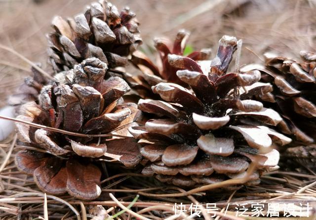 松针腐殖土|秋分到,正好配制兰花植料,松针土这样准备,明年就能养好兰花了