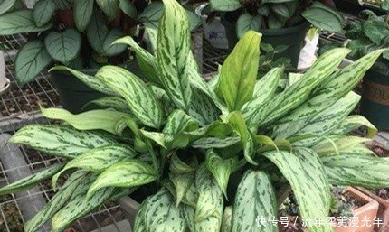 盆土碱性大教你“1招”,轻松调节酸碱度,养任何花都事半功倍