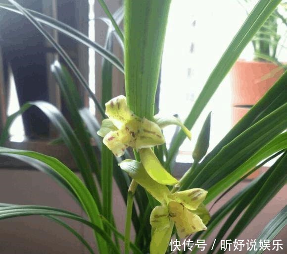 老头|单苗老头兰花从发芽到开花要5年,这么做可以缩短一半时间