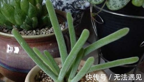 4种多肉植物,再喜欢也别养,号称“徒神”,养起来心累!