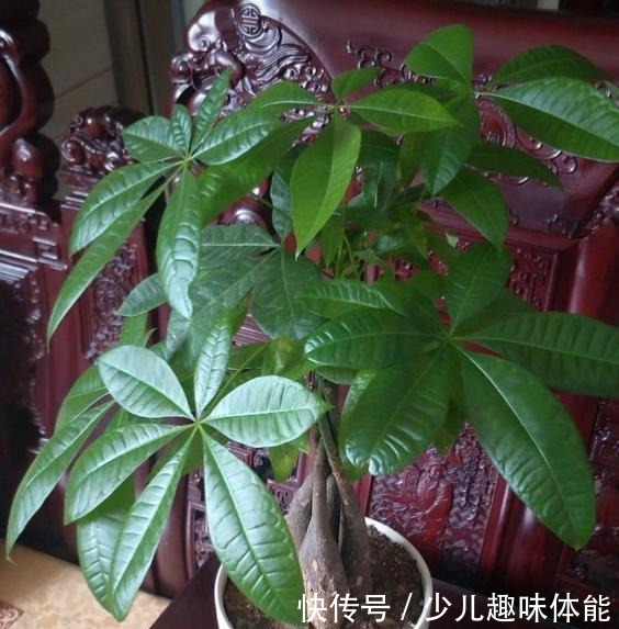 发财树一到冬天就黄叶烂根,养护注意这几点,叶片翠绿蹭蹭长!