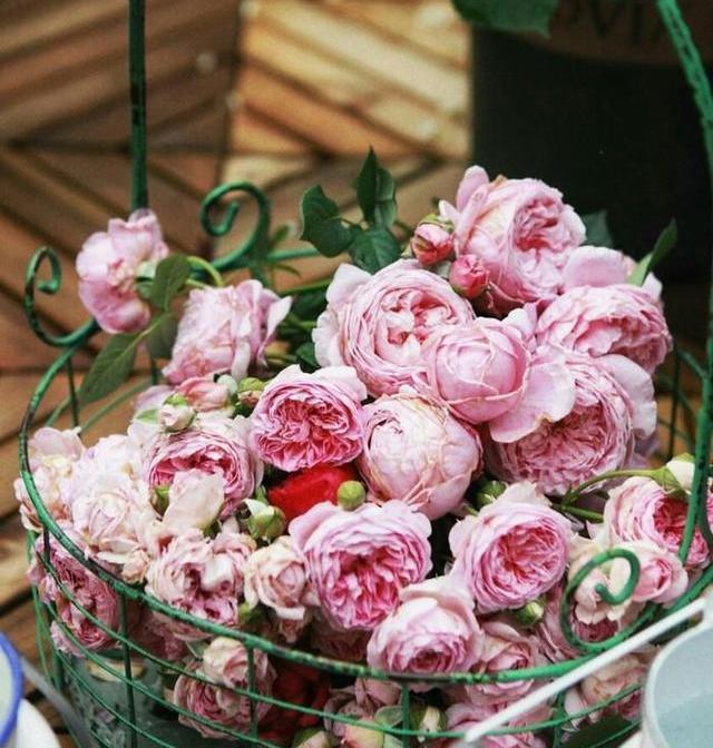 月季修剪藤本月季修剪,灌木月季修剪,微月修剪,这里讲透了