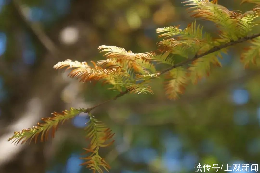 大片|随手一拍便是大片，去绿华拍“杉”水秘境吗？