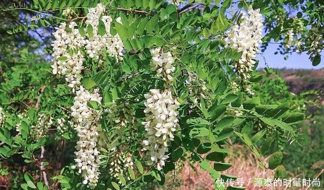  农村1种“树上花”，包饺子润肺明目，现在正当季，别错过！