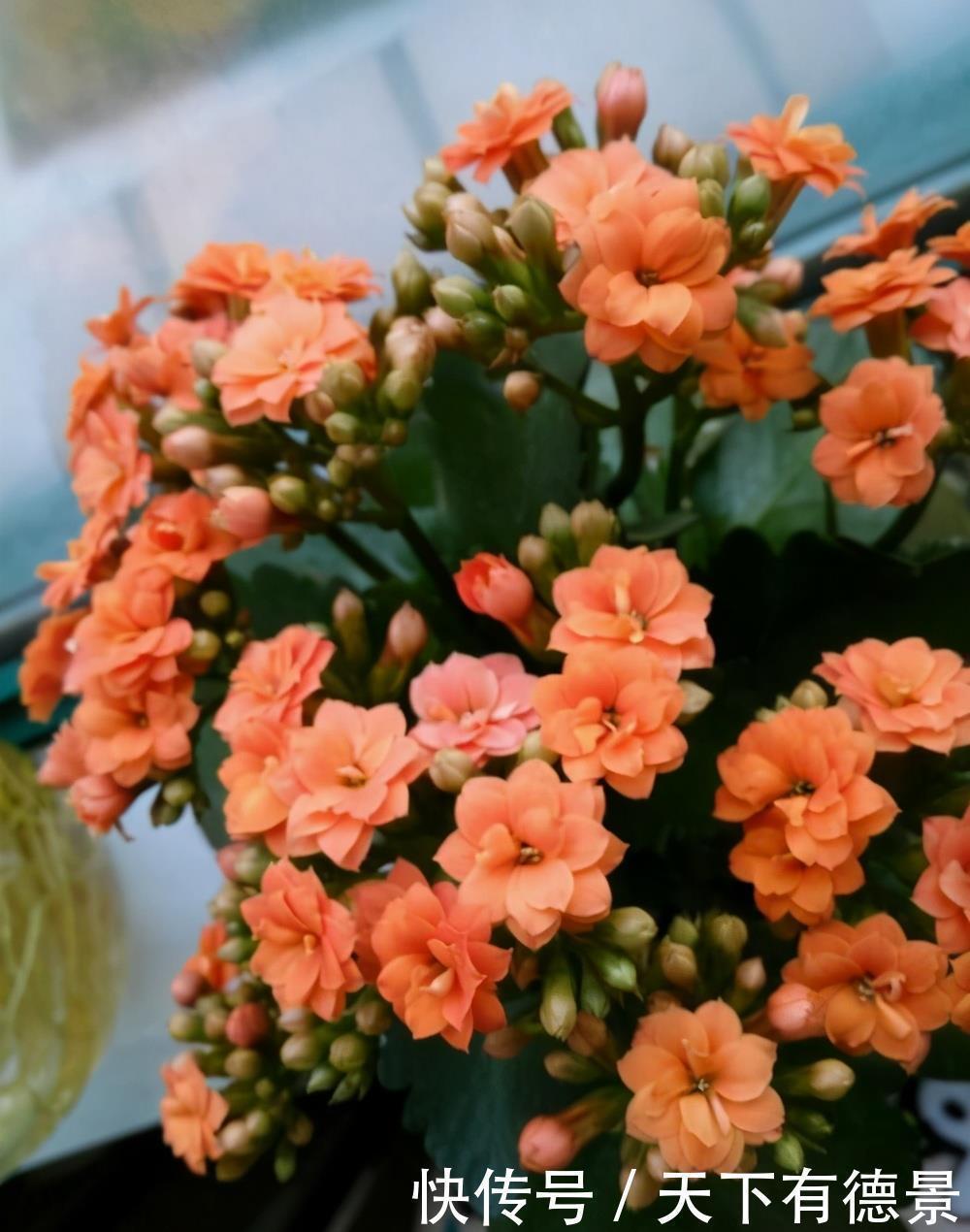 去店里买长寿花，种类太多都挑花眼，这8种真的太漂亮了