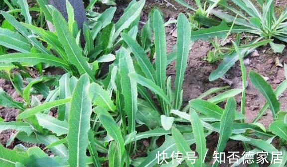 冬病夏治|农村一种野菜是“抗肿瘤之王”，清热解毒，凉血明目，你认识吗