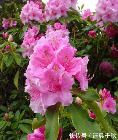 晦气|3种花“晦气花”,最好不要养室内,实在喜欢就养在室外吧