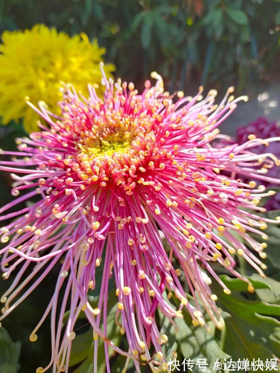 20种花,春天打开小机关,开花提早半个月!