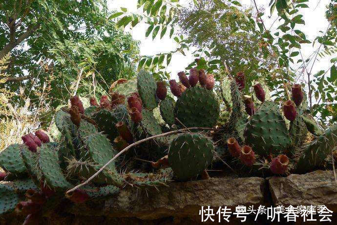 想吃|长在农村墙头的野果,酸甜可口,想吃还得看缘分,有钱也难买到