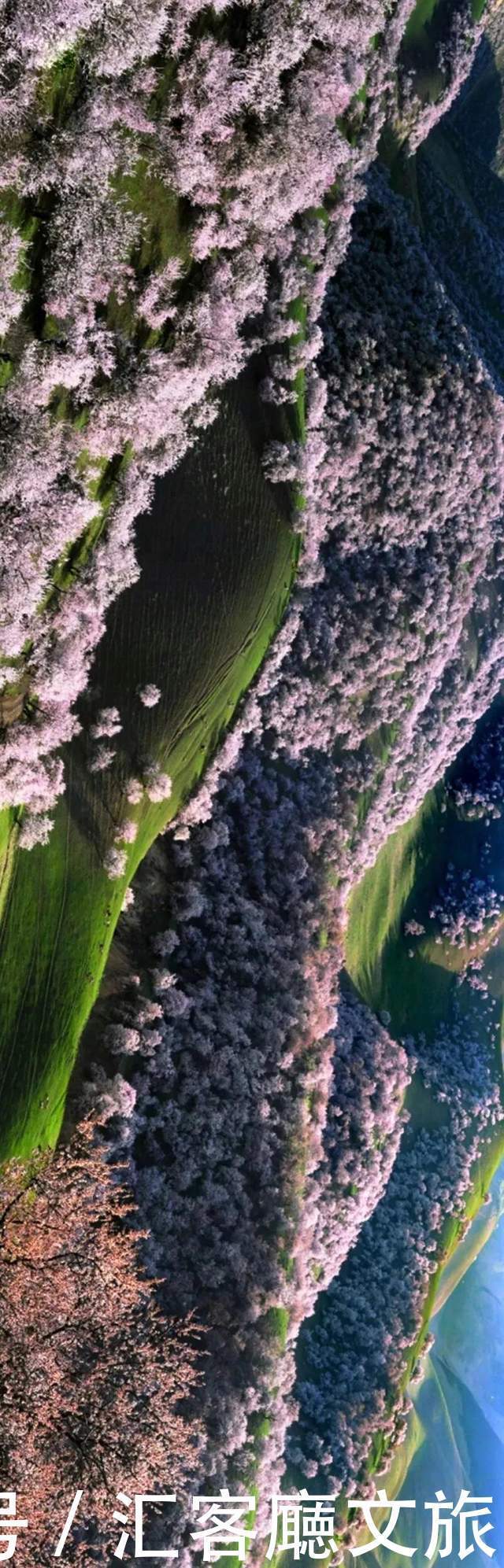 老年|在新疆伊犁杏花香雪里,等待杏花微雨中遇见你,从此一眼千年