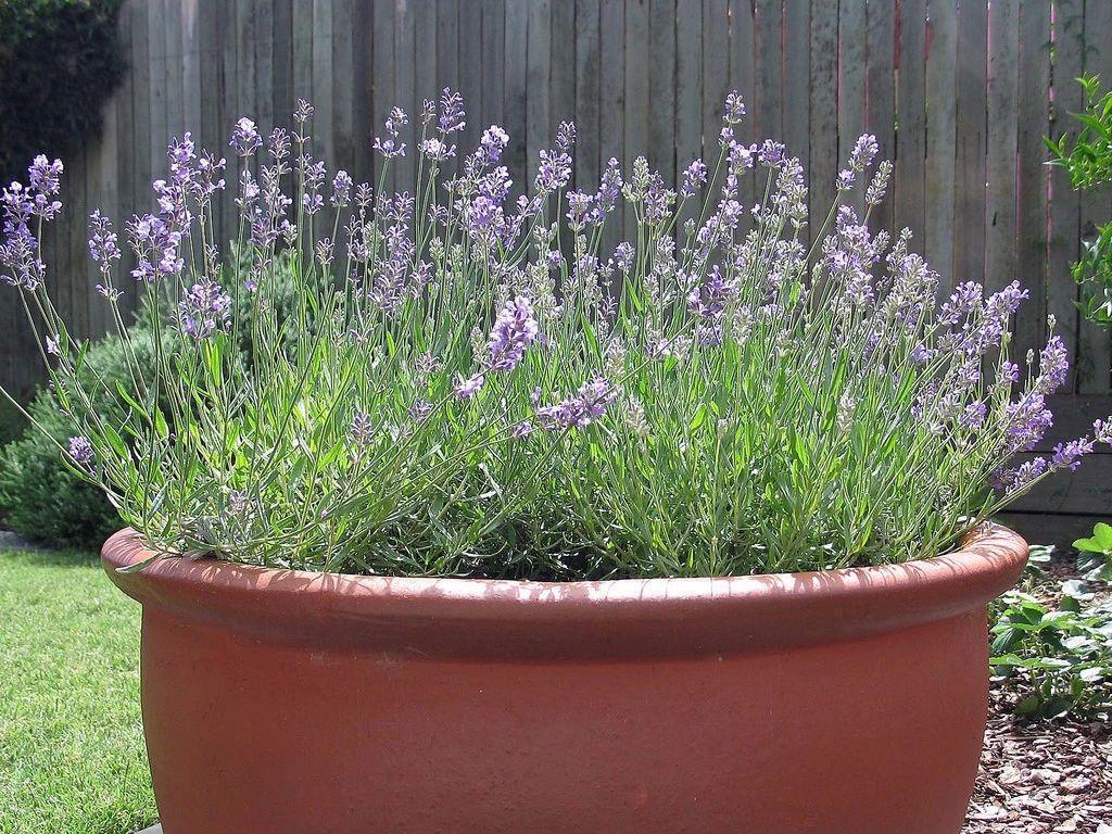 绿植|喜欢叶子有香味的花?5种芳香的绿植,比绿萝更好养更耐看