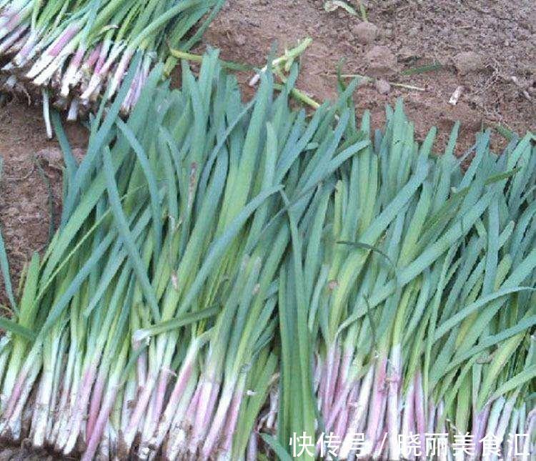 阳台种韭菜只需简单几步,吃韭菜不用愁