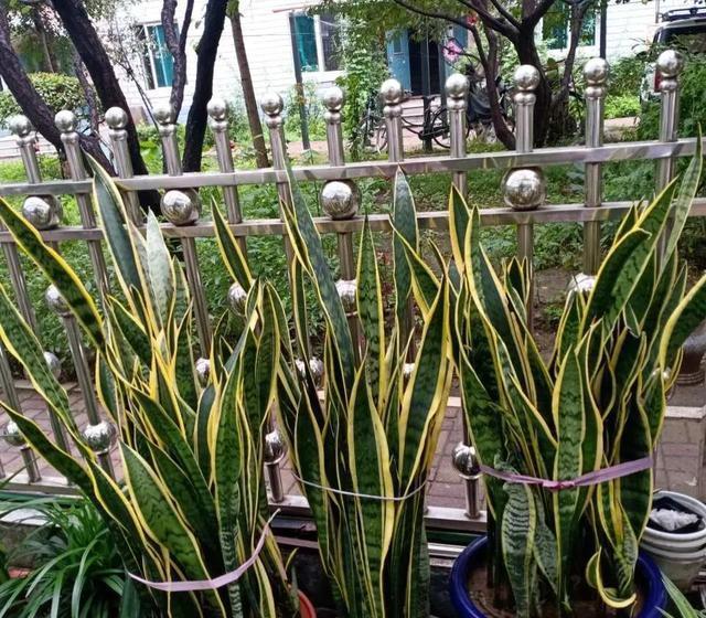 上班族更喜欢的三种懒人花,秋冬季节更好打理,开花还漂亮