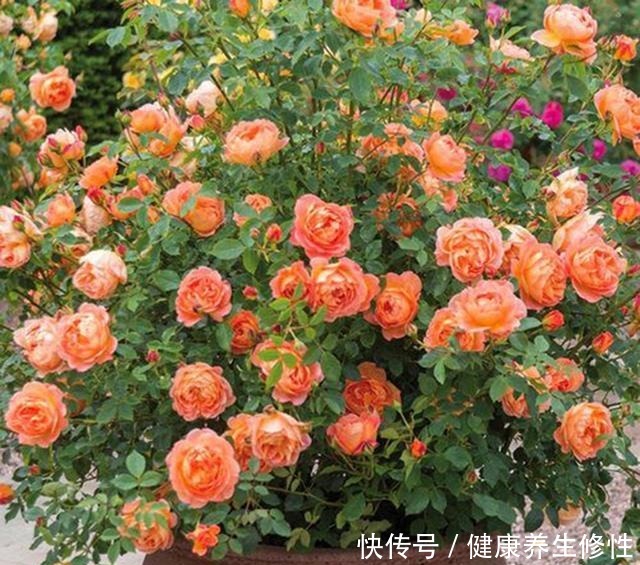 养花杀手的“臭毛病”,怪不得总是养死花,看看你占了几条!