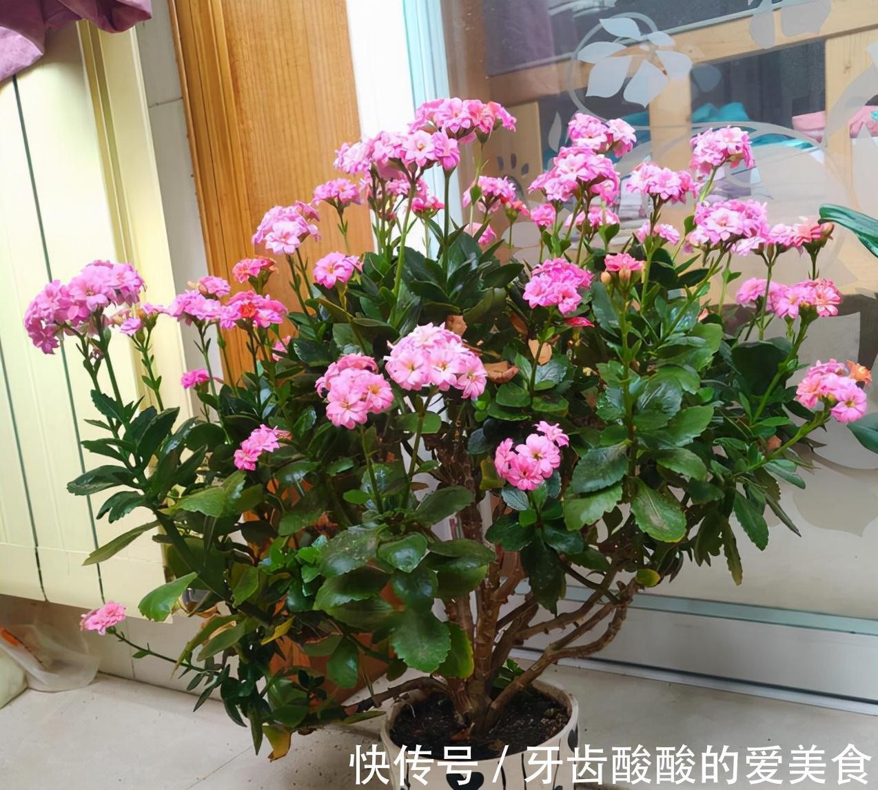 五种“大老桩”却要小盆养,用对盆,少管多晒更利于生长