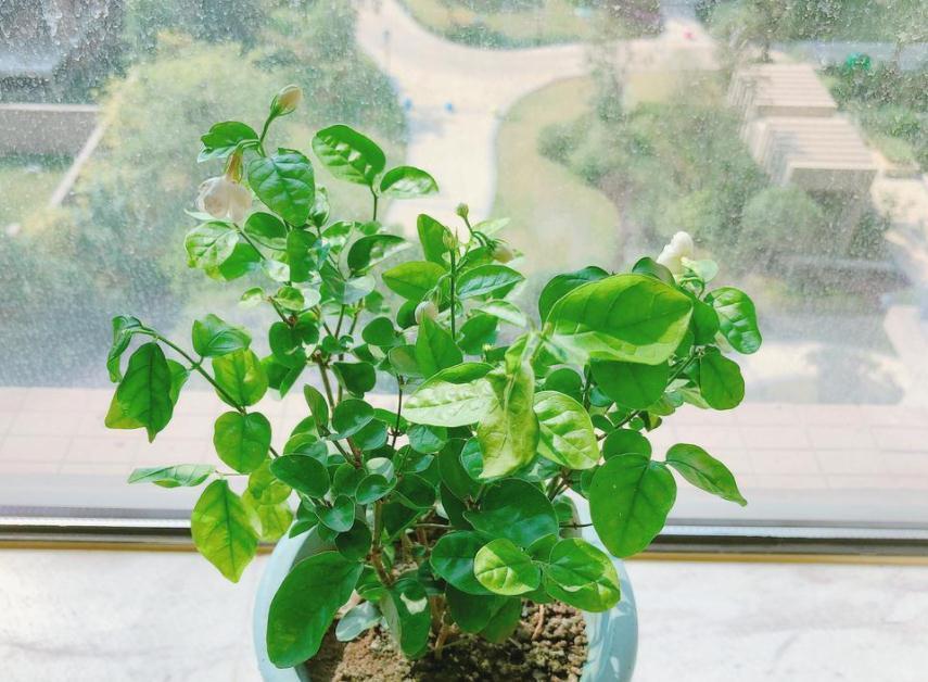 90岁老爷爷为初恋种了满院的茉莉,每次开花,就会引来路人观望