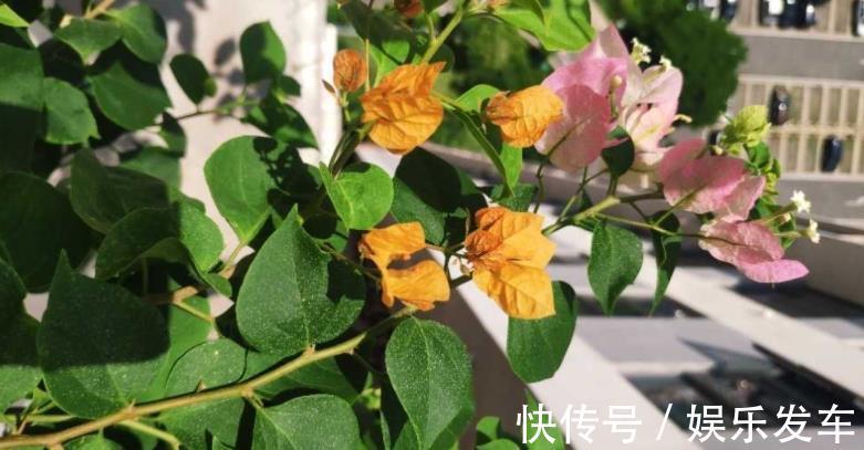 养花|秋日养花,存在哪些忌讳?此4处,做得越多错得越狠