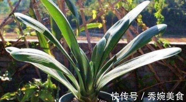 君子兰叶子长歪，教你3种方法纠正，株形整齐才更美观