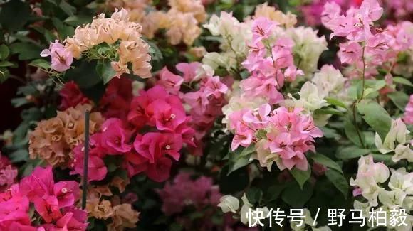 这2种大粗杆插土里，2周能生根，成活后还可以做成盆景造型