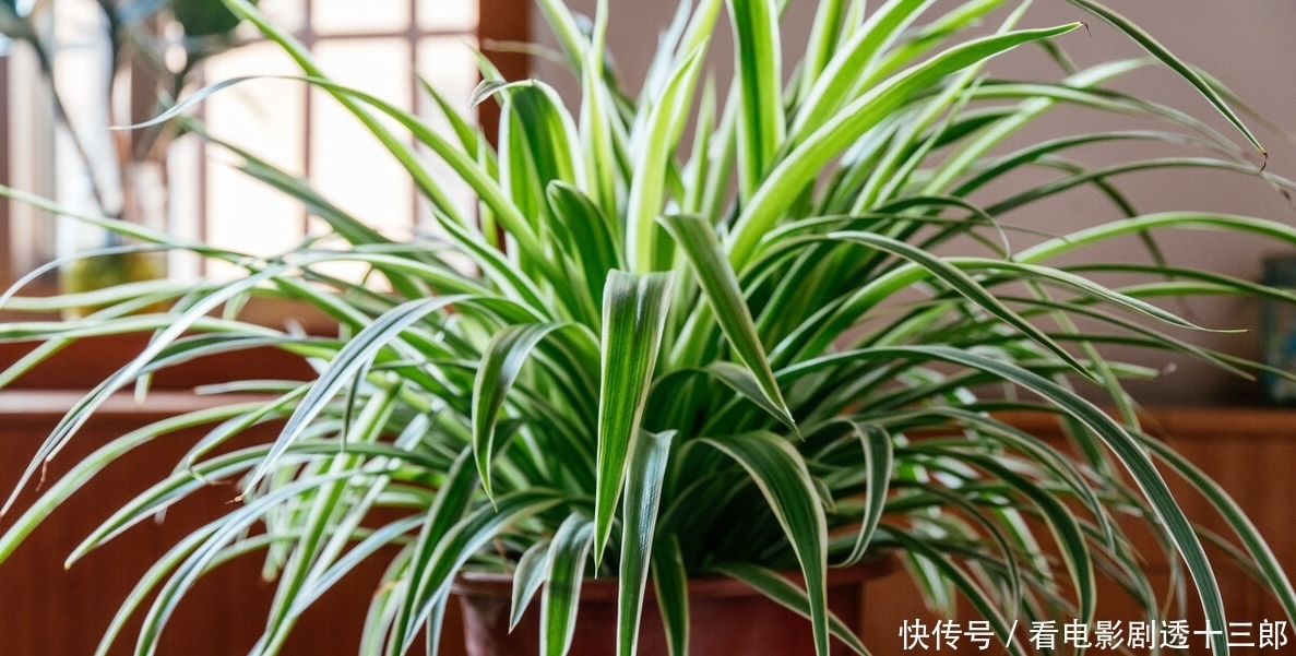 最适合送人的七种花，亲戚朋友见了都喜欢，花多又漂亮，还便宜