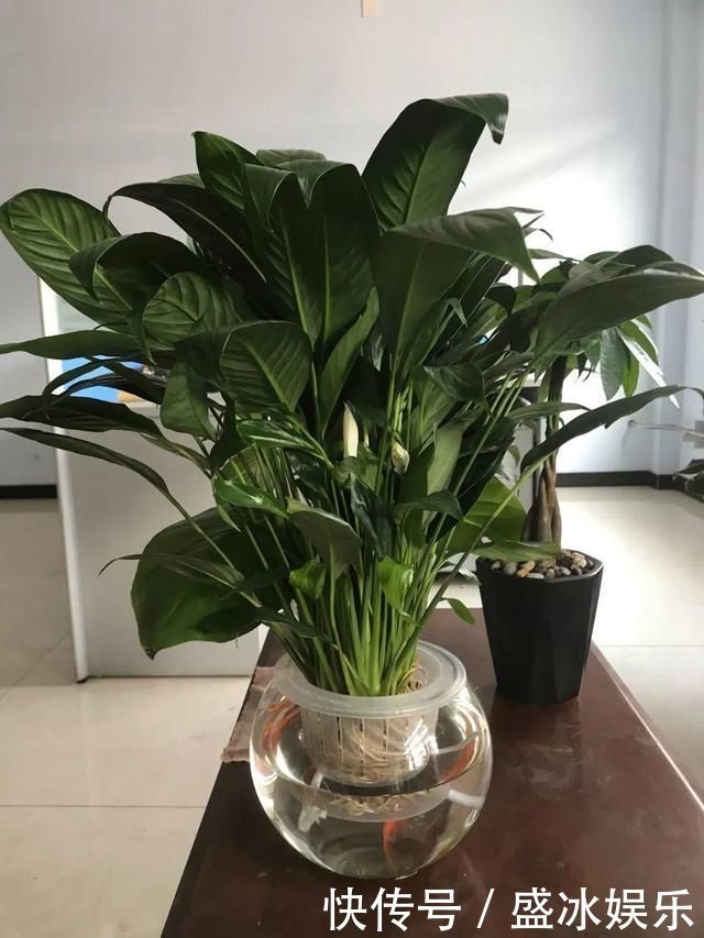 夏天|4种花最喜欢水,夏天养在“水缸”里,30天长爆盆、还开花