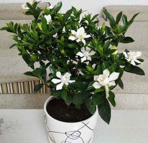 阳台养上8种花,一年四季有花看,新手也能养,打造阳台小花园