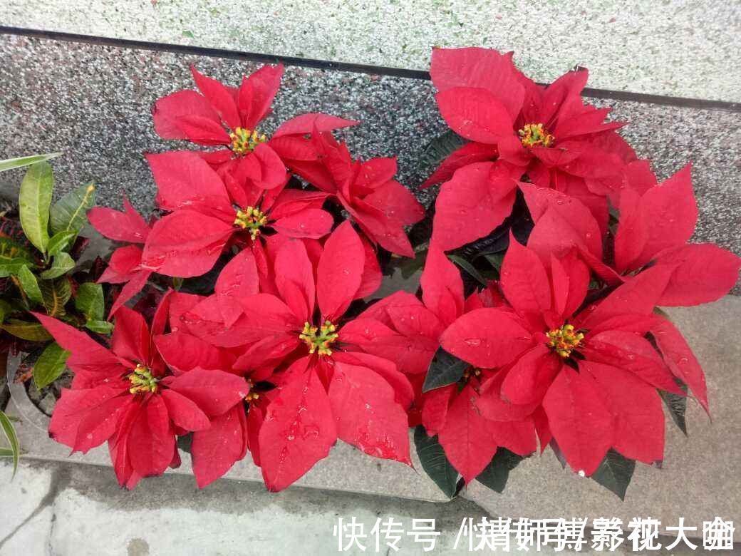 光照|9种花,光照时间越短越容易爆盆,晒太久反而不开花