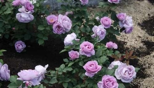 推荐10款蓝紫系月季，仙气十足，总有一款是你喜欢的