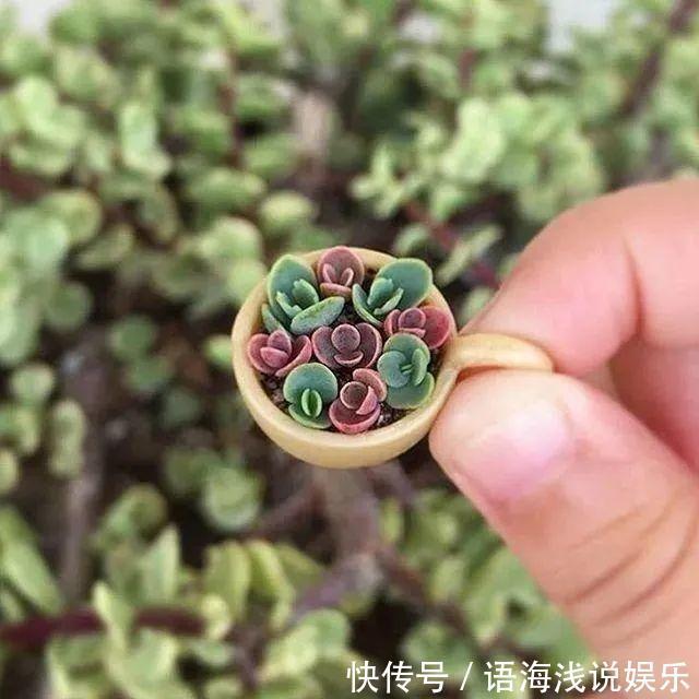 海螺壳|君子兰越小越值钱，养了4年，只有硬币大！