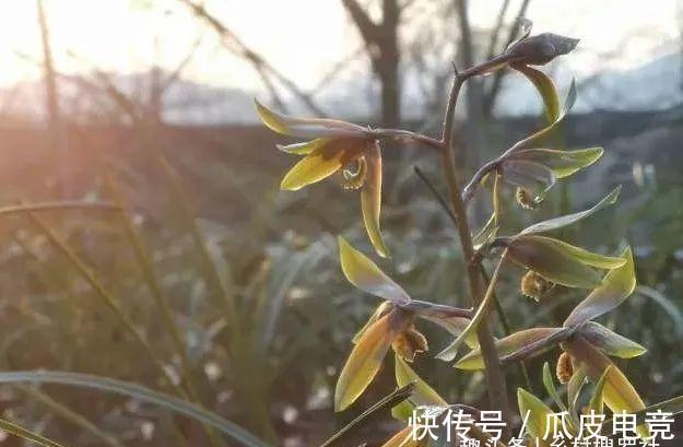 兰花香味不浓,香味不纯?用一个免费技巧,开花时邻居都能闻得到