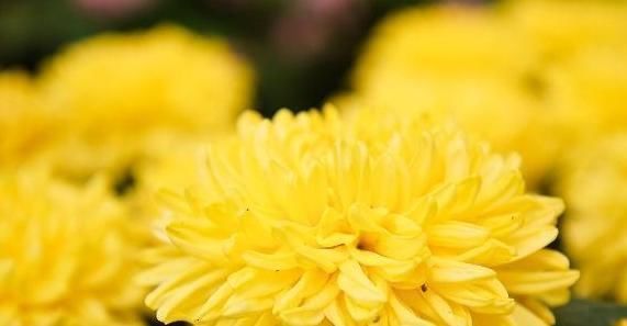 枸杞与此物是“一对”,若能坚持喝一周,强腰补肾,肝也干净了