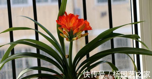 养殖君子兰,浇水是养护中重要一环,从这几个方面来掌握浇水方法