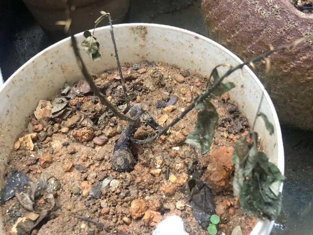 花苞|公认难养的花，养一盆死一盆，从来没有养活过！