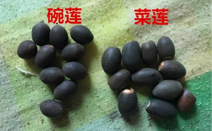 花骗子最爱卖的5种花,养花小白要记住,擦亮眼睛不上当