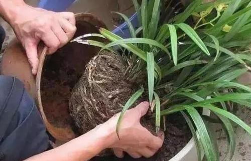 花友们|养花不会换盆,没经验就记住这些方法,换一盆旺一盆,零损伤