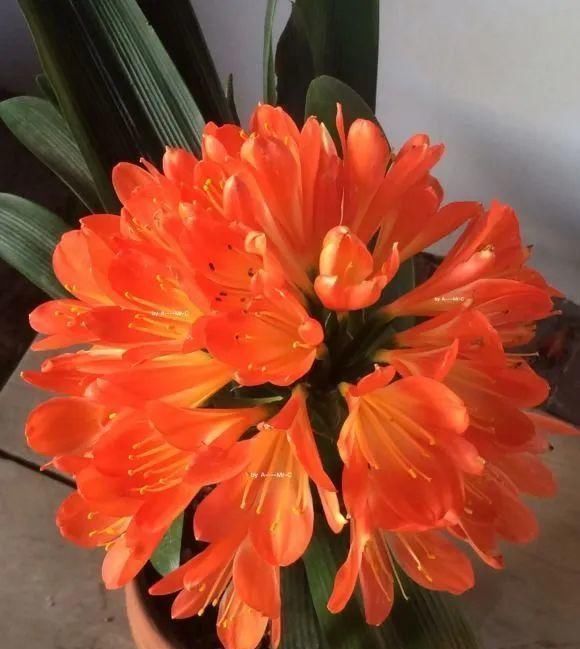 长寿|一棵长寿的花,124个花箭,开花,锅盖打开的方法