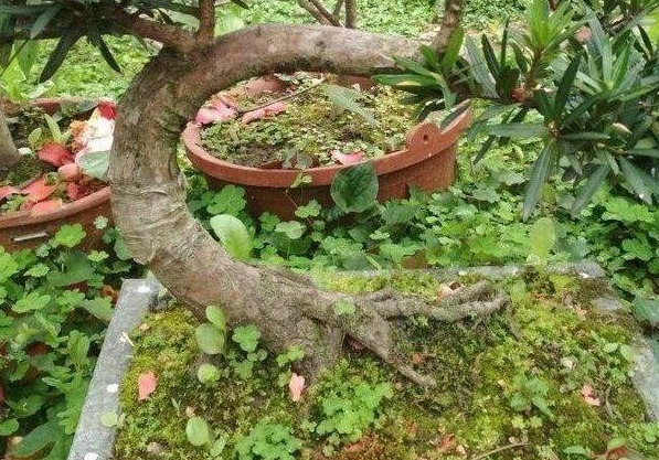 杜鹃|盆景教学盆景弯一弯，价值翻几番，赶紧学学看