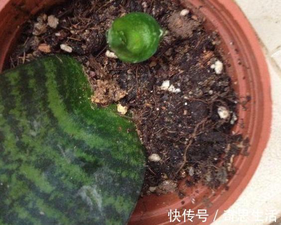 文章|几种盆栽不必买,一片叶子丢土上,就能长爆一大盆!