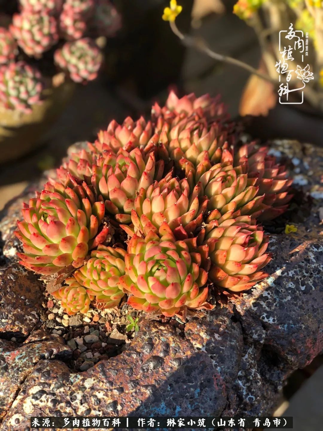 多肉|有史以来最厉害的一场寒潮，治好了我养多肉这些年的“坏毛病”