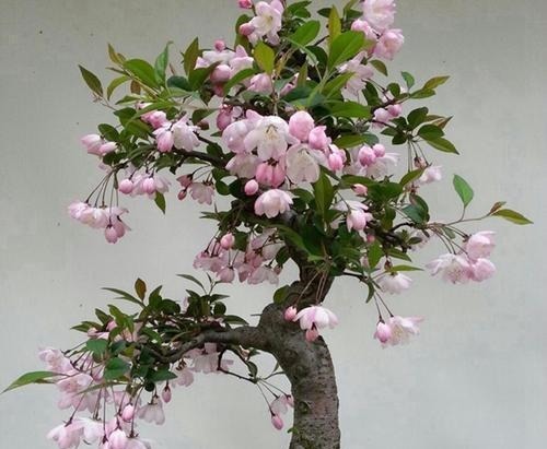 3种漂亮盆景,2年长成老桩,高端大气上档次,是家庭盆栽佳品