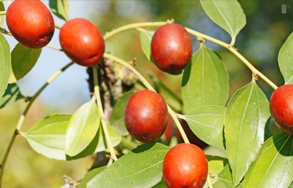 此物|红枣和此物是天敌,两者在一起吃,吃了就是找病,现在知道还不晚