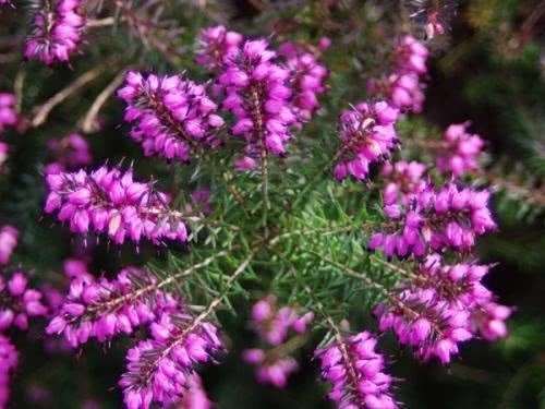 1盆开500朵,这花量大压断枝,一年能开5个月,南北都适合种