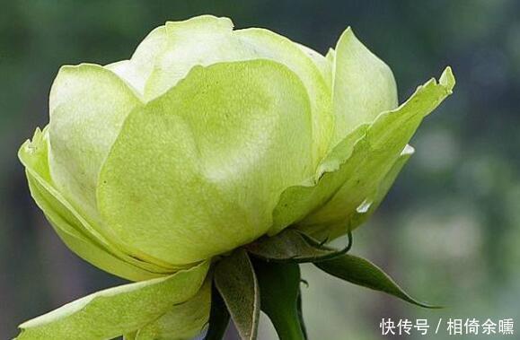 花卉市场最畅销的4种花,清新脱俗,懒人最爱,美极了