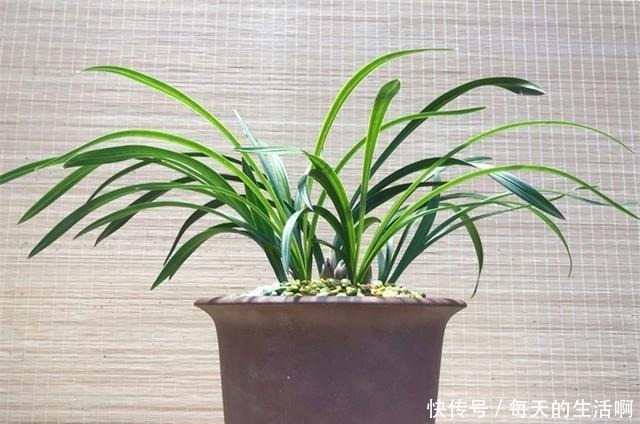 厨房这1料,养兰“特有效”,一洒一喷,兰花生根快,新芽蹿不停!