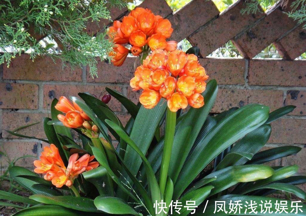 烂根|秋天养君子兰,“死记硬背”四大原则,冬天大爆花,花箭拔得多
