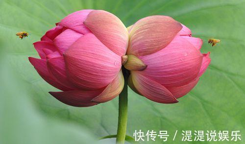 冬天|古代养花有“催花术”,土窖里烧点火,牡丹冬天都能开花