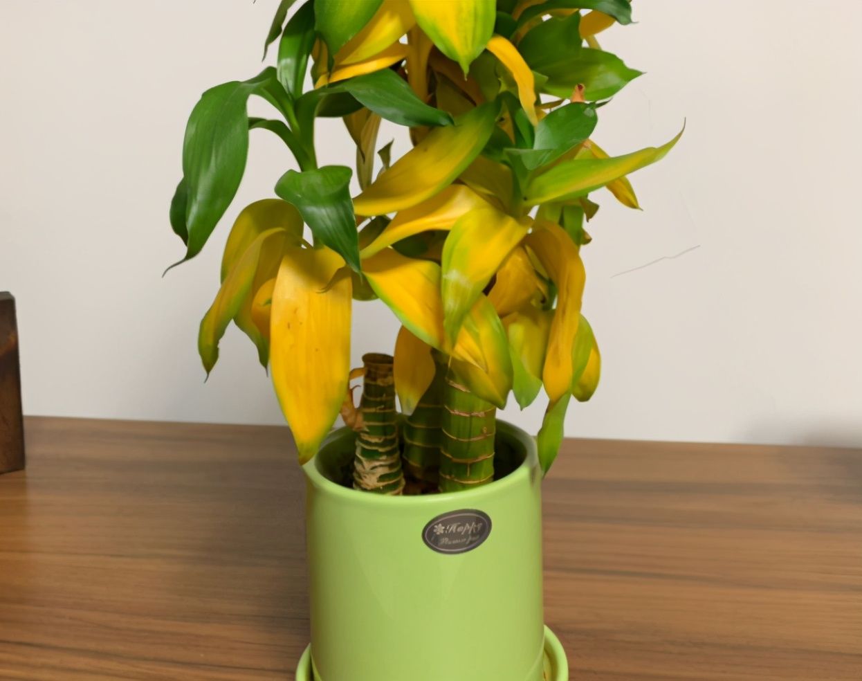 栀子花叶子发黄，是求救信号，不管花就容易死