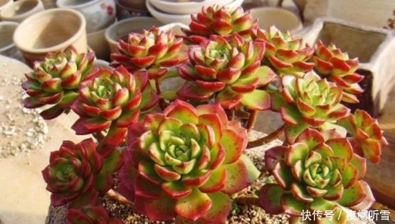 1种家家都有的“废水”，简单一处理，养啥旺啥，多肉也不例外